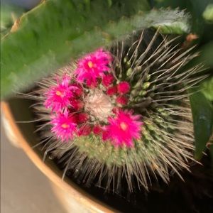 Meet your Posher, Luz